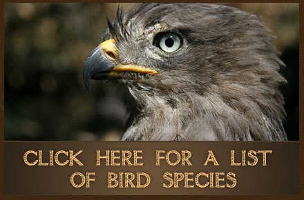 Click here for a list of bird species