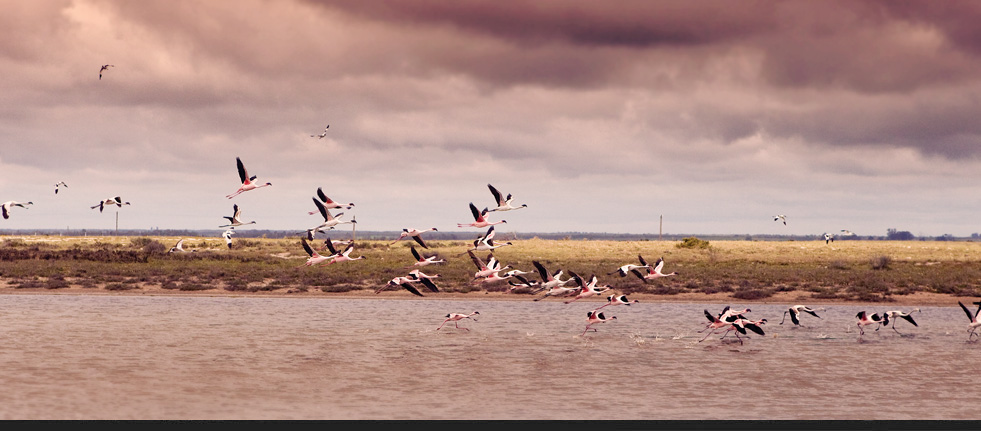 Flamingos on the Salt Lake