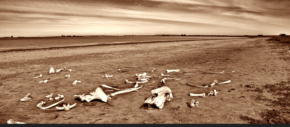 Bones next to the Salt Lake