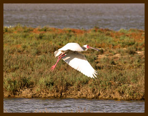 Flamingo in flight
