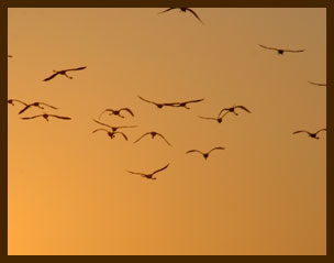 Birds at Sunset